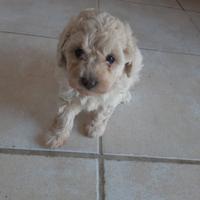 Tre Cucciole barboncino toy subito disponibili
