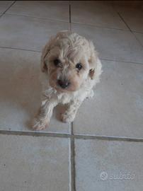 Tre Cucciole barboncino toy subito disponibili