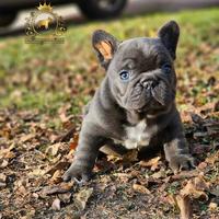 Baby maschietti Bulldog Francese Total Blu