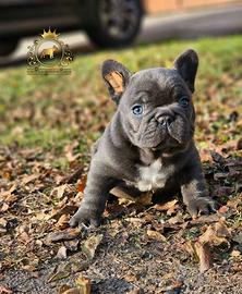 Baby maschietti Bulldog Francese Total Blu