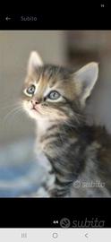 Cuccioli di gattini mix persiano