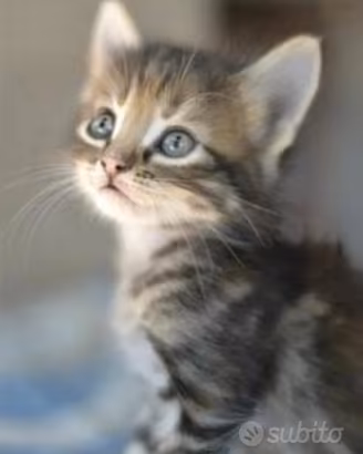 Cuccioli di gattini mix persiano