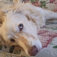 Sole.Cagnolina dolce sterilizzata