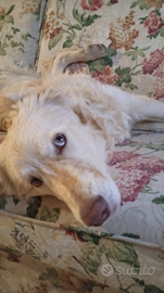 Sole.Cagnolina dolce sterilizzata