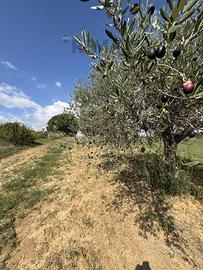 Terreno - Caltagirone