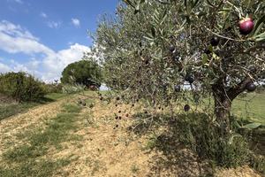 Terreno - Caltagirone