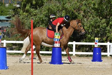 Castrone incrocio Quarter Horse