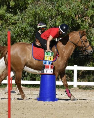 Castrone incrocio Quarter Horse