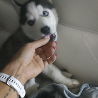 Husky siberian