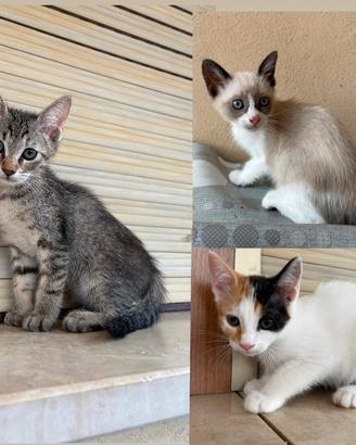 Gattini di quasi tre mesi