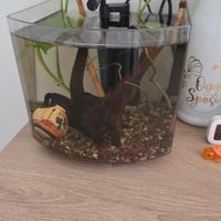 acquario completo bettacube 8L