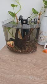 acquario completo bettacube 8L