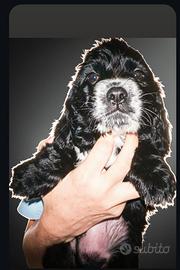 Cocker