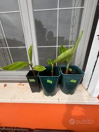 Musa Red Dacca - Pianta di Banano a frutto rosso