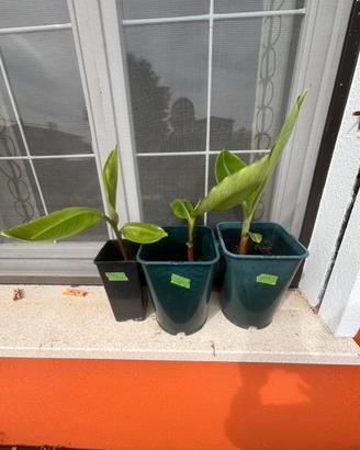 Musa Red Dacca - Pianta di Banano a frutto rosso