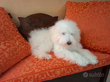 Cucciola barboncina toy bianca di 7 mesi