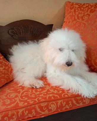 Cucciola barboncina toy bianca di 7 mesi
