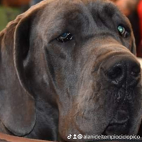 Alano alani cuccioli