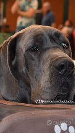 Alano alani cuccioli