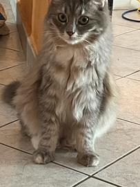 Gatto Siberiano