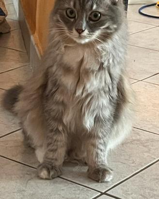 Gatto Siberiano
