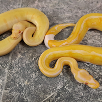 Pitone reale coppie genetiche