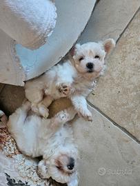 Cuccioli di maltese