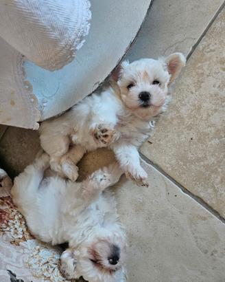 Cuccioli di maltese