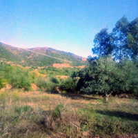 Ulivaro
