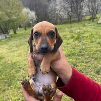 Cucciolo di bassotto