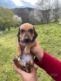 Cucciolo di bassotto