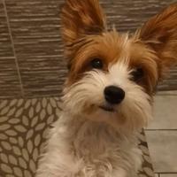 Maschio yorkshire per accoppiamento