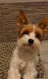 Maschio yorkshire per accoppiamento