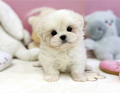 Cucciolo di maltese