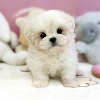 Cucciolo di maltese