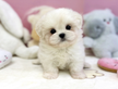 Cucciolo di maltese
