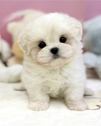 Cucciolo di maltese