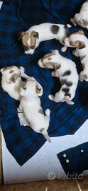 Cuccioli Jack russell