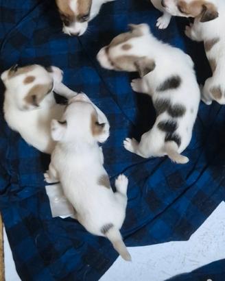 Cuccioli Jack russell