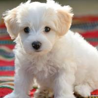Cane maltese