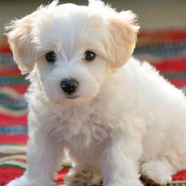 Cane maltese