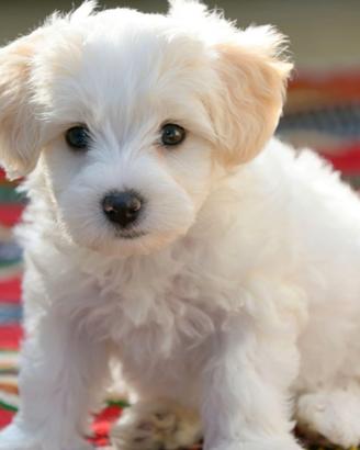 Cane maltese