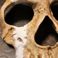 Cosplay - Maschera Ghost Call of Duty