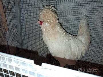 Galline,pulcini, conigli