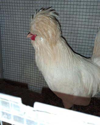 Galline,pulcini, conigli