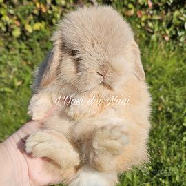 Cucciolo di coniglio di razza Minilop