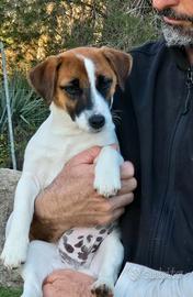 Jack russell a pelo liscio