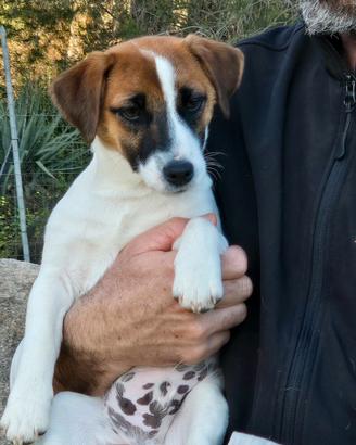 Jack russell a pelo liscio