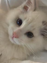 Gattino ragdoll