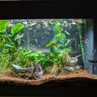 Acquario 70 litri